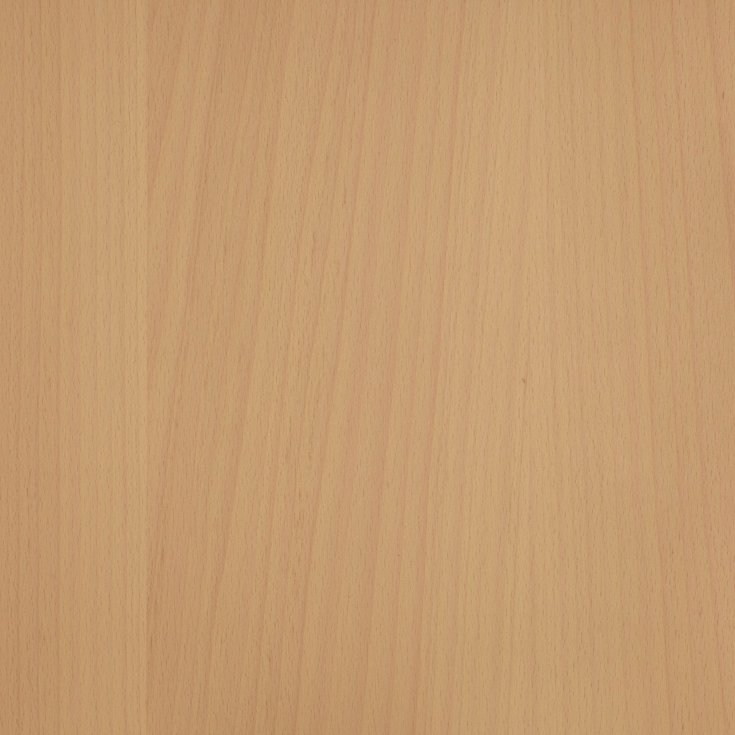 Beech